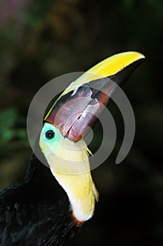 Chestnut Mandibled Toucan, ramphastos swainsonii, Portrait of Adult showing Beak, Costa Rica