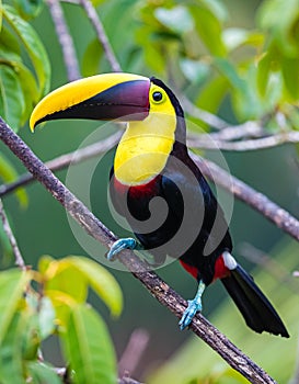 Chestnut mandibled toucan, in the wilds of Central America