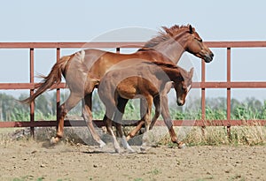 Chestnut mare and foal