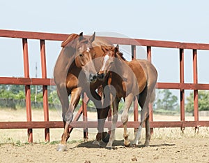 Chestnut mare and foal