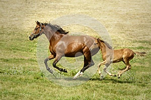 Chestnut mare galloping with her sorrel foal