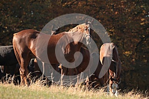 A chestnut mare in the pasture at dawn