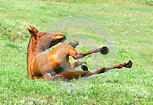 Chestnut mare rolling in the grass on pasture