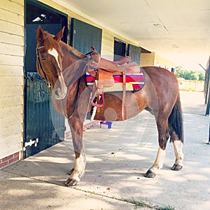 Chestnut mare tacked up western saddle tack