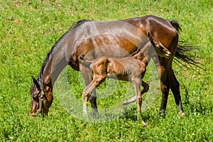 Chestnut mare with young foal