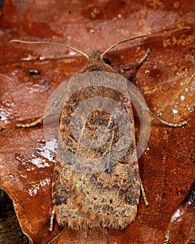 The chestnut moth (Conistra vaccinii) from above