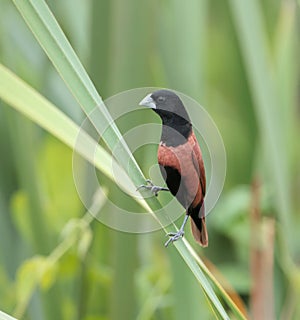 Chestnut munia