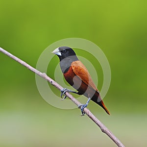 Chestnut Munia