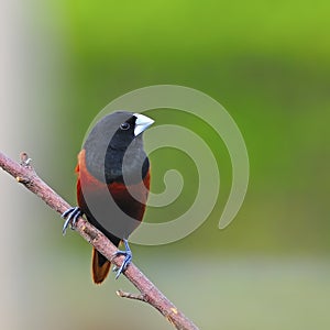 Chestnut Munia