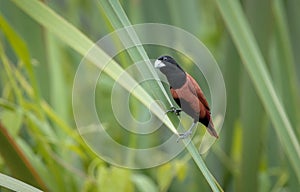 chestnut munia or black-headed munia is a small passerine