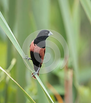 chestnut munia or black-headed munia is a small passerine