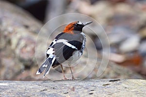 Chestnut-naped forktail Enicurus ruficapillus Beautiful Birds of Thailand photo