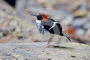 Chestnut-naped forktail Enicurus ruficapillus Beautiful Male Birds of Thailand photo