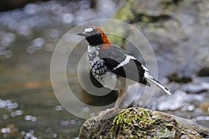 Chestnut-naped forktail Enicurus ruficapillus Cute Birds of Thailand photo