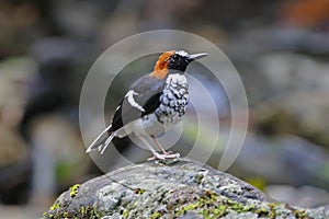 Chestnut-naped forktail Enicurus ruficapillus Cute Birds of Thailand photo