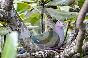 The chestnut-naped imperial pigeon (Ducula aenea paulina)