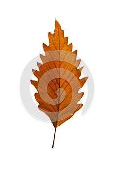 Chestnut Oak Leaf