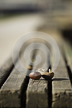 Chestnut on park bench, autumn