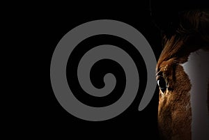 Chestnut pet horse on black background. Space for text