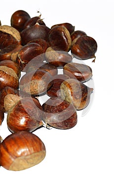 Chestnut pictures for the latest natural designs