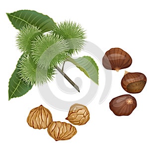 Chestnut plant, nuts and peeled kernels photo