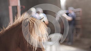 Chestnut pony in a barn with music group about to rehearse in the background.