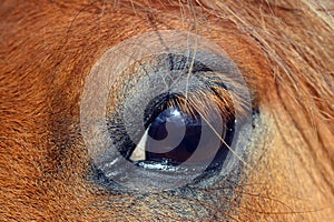 Chestnut pony's eye close up portrait