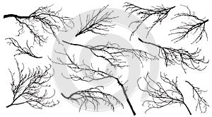 Chestnut, poplar, maple, oak and etc. branches trees. Set of silhouettes. Vector illustration