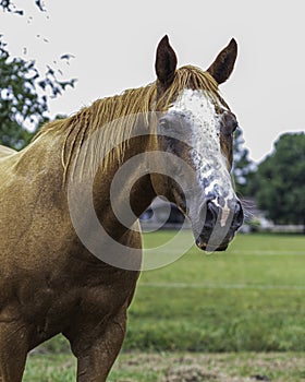 Chestnut Quarterhorse mare portrait photo