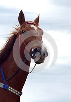 Chestnut racehorse photo