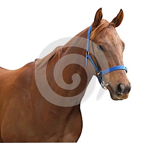 Chestnut Racehorse photo