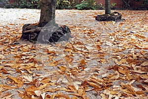 Chestnut roots in sandy soil