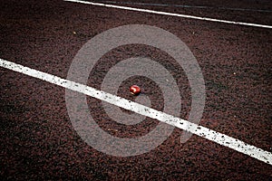 Chestnut on a rubberized running track in the playground