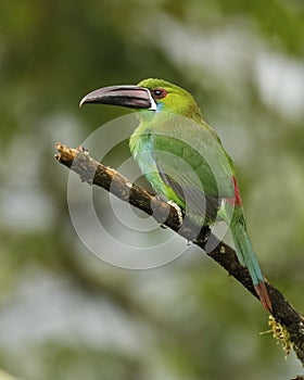 Chestnut-rumped Toucanet perched in a tropical forest - Ecuador