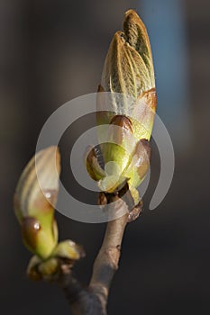 Chestnut's bud