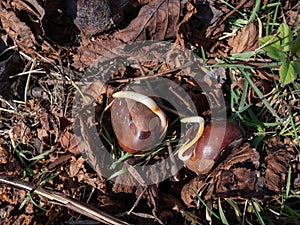 Chestnut seedlings or sprouts. Small white root emerging from a chestnut in a lawn on ground in spring