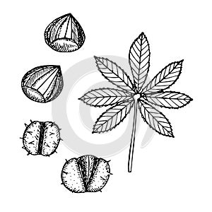 Chestnut set vector illustration, hand drawing sketch