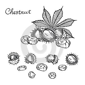 Chestnut set of vector sketches on white background.Chestnuts. Set of graphic hand drawn illustrations