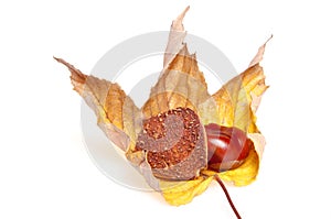 Chestnut and shell on leaf isolated on white