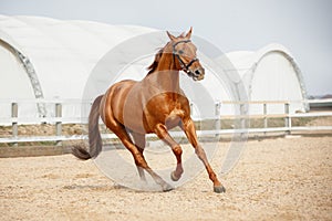 Chestnut showjumping budyonny stallion sport horse in bridle galloping in daytime