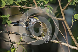 Chestnut-sided Warbler Feeding Her Young