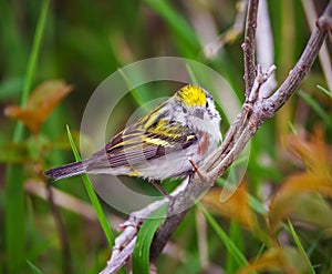 Chestnut sided warbler perched on a branch photo