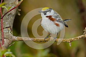 Chestnut-sided Warbler - Setophaga pensylvanica