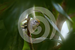 Chestnut-sided warbler, Setophaga pensylvanica, small bird hiden in the gree forest vegetation, Rio Tarcoles in Costa Rica. photo
