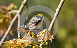 Chestnut-sided Warbler ( Setophaga pensylvanica ) photo