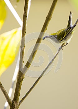 Chestnut-Sided Warbler Setophaga pensylvanica photo