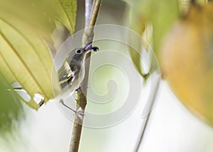 Chestnut-Sided Warbler Setophaga pensylvanica photo