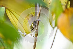 Chestnut-sided Warbler (Setophaga pensylvanica) spotted outside