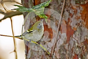 Chestnut-sided Warbler, Setophaga pensylvanica, 1st winter plumage photo