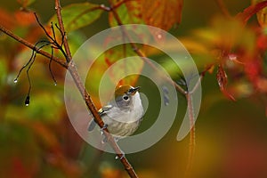 Chestnut-sided warbler, Setophaga pensylvanica, tinny bird on the nature red flower habitat. Warbler in the vegetation, Manuel